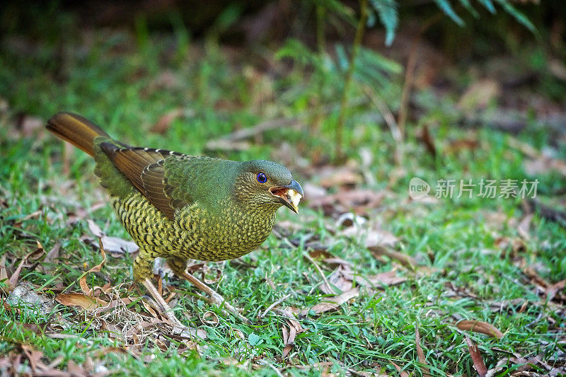 缎纹园丁鸟(Ptilonorhynchus violaceus)